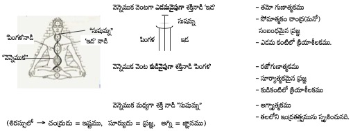 యోగకుండలినీ-ఉపనిషత్-ముఖ్య-నాడులు